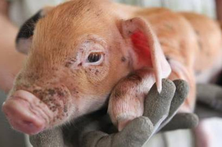 新生小猪耳朵发白拉稀怎么办？老猪农一招教你从根源上解决问题