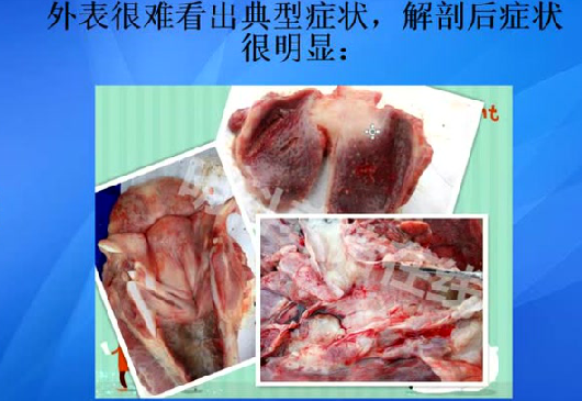 育肥猪伪狂犬的防控方法，你肯定没有用过