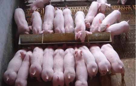 一线养猪朋友那总结的猪场常见问题及14个养猪偏方