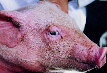 养殖户必备！预防猪水肿的黄金知识！