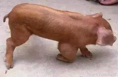 猪的得了风湿病怎么办？做好预防很重要！