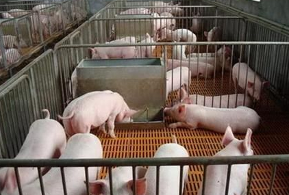 老刘养猪培训 环境——几种花钱少而简单实用的降温方法