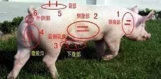 母猪不发情屡见不鲜，但你真的会正确选用催情药吗？