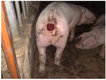 猪腹泻、咳嗽易造成猪脱肛！猪脱肛的预防与治疗方案