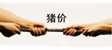 供需博弈不改平衡态势 猪价继续僵持