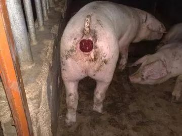 手术治疗猪脱肛的技术如何操作？