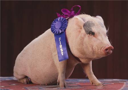 2017年12月24日全国外三元生猪价格行情涨跌表