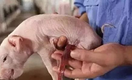 这不科学! 母猪产仔率与仔猪成活率成反比？