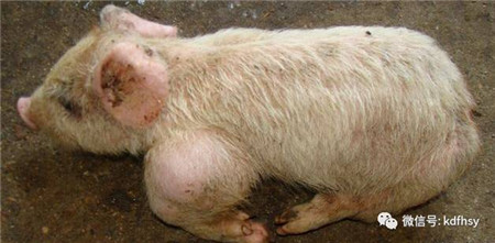 小猪腿肿用什么药？头孢配合它效果翻倍！