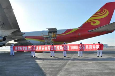 天兆猪业再添新品系  1000头法系原种猪顺利抵哈尔滨