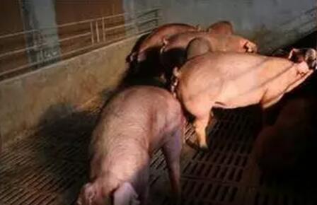 母猪在不同时期出现返情的原因是什么？