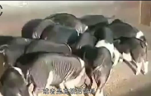 冬季养猪一些“小心思”，应对长膘速度缓慢问题，妙招在手不担忧