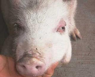 猪水肿、不吃不喝，注射此针剂是治疗的第一步！