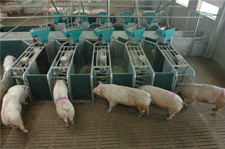 关于冬季猪场保温和通风你想知道的都在这里了