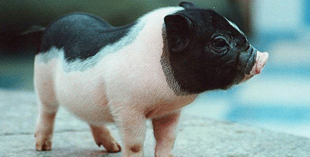 河南巩义：农业保险为“三农”保驾护航