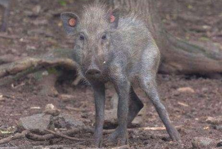 “世界上最丑的猪”惊现科学家镜头, 数量稀少极其稀有