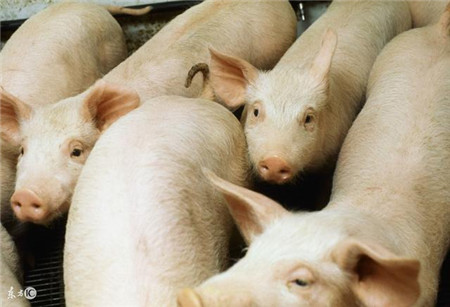 猪肠道菌群关系！这才是影响猪生长性能的关键因素！