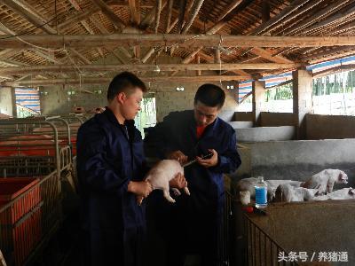 猪场产房管理十要点，每一点都是经典！