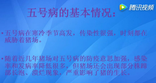 猪得了五号病，这样对症治疗，一天就可以站起来