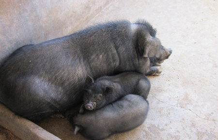 磺胺药治猪病导致其中毒，错出在哪儿？咋解救？