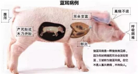 “护士下乡 五菜一汤”之蓝耳调控方案