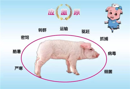 “护士下乡 五菜一汤”之应激防控方案