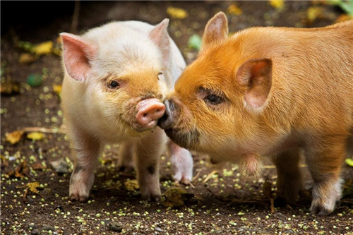 业内总结：需求回升缓慢 元旦或持续稳中震荡调整