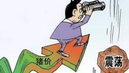 元旦放假带动消费需求，猪肉价格十分可期