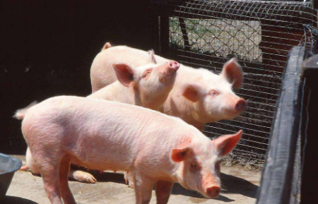 为何有些地区禁养有些地方不禁养？这位书记给出答案