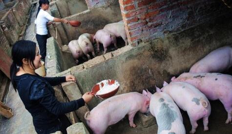 养猪几大误区：养猪人注意了，这样可以减少你的损失