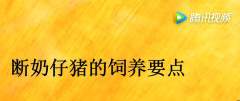 断奶仔猪难养原因，总结只有一个字，那就是“饿”