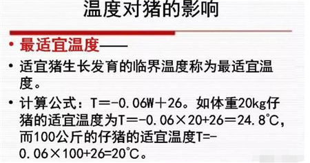 为什么说今后养猪，温度最为重要？
