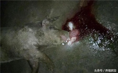 小猪死因不明，死后口鼻流出血色泡沫，到底是何病？