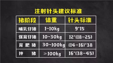 给猪打针，这4点不注意就是白搭