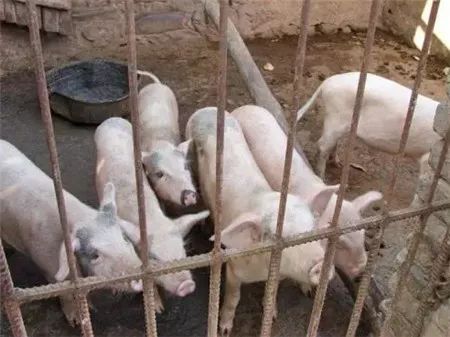 家庭养猪的致命弱点，养猪人看完再反思吧！