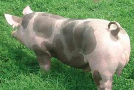 2018年01月03日全国外三元生猪价格行情涨跌表