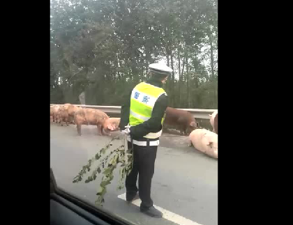 警察遇到无赖的猪了！我们不一样！不一样！