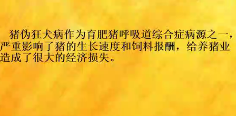 育肥猪发烧、咳嗽治不住，原来是感染了猪伪狂犬
