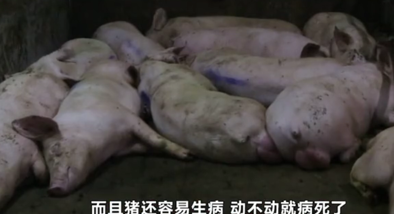 养猪场病死的猪，到底都去了哪里？