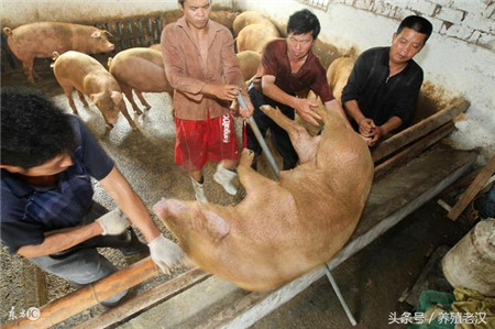 猪圈、猪舍建设经验分享，告诉你砌墙好，还是用栏杆好！