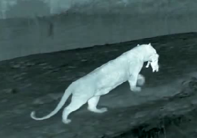 花豹夜间偷吃小猪崽，母猪歇斯底里追赶都没追上，崩溃了