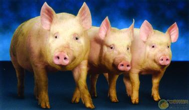 山东省委书记解释：为何同地区有的禁养有的不禁？