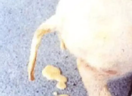 老兽医教你应对冬季仔猪最棘手的腹泻疾病