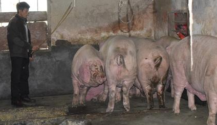 猪农养1000斤大肥猪，需提前2年预定，为什么能卖出去？