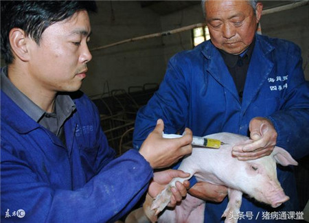 告诉你什么时候给小猪首次打猪瘟疫苗最好！