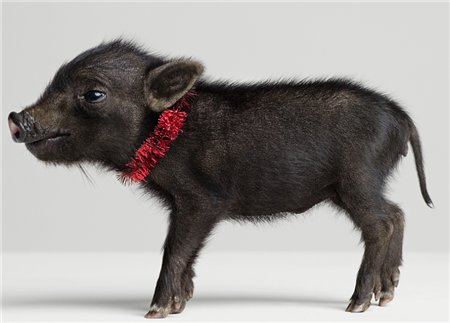 2018年01月07日全国外三元生猪价格行情涨跌表