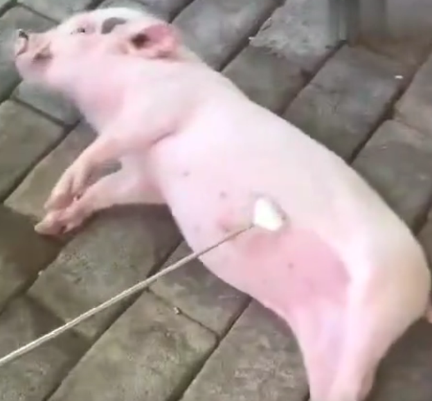 养猪的正确知识！学到了