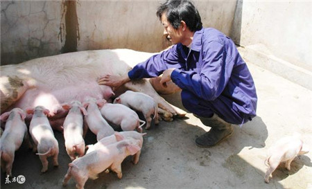 资深养殖户教你冬季养猪九大诀窍，不知道就是损失