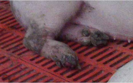 冬天养猪，流感、口蹄疫这样用药，2千能办2万的事