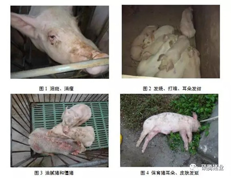 防疫与保健 | 冬季防控猪蓝耳病，这些重点您应该知道！